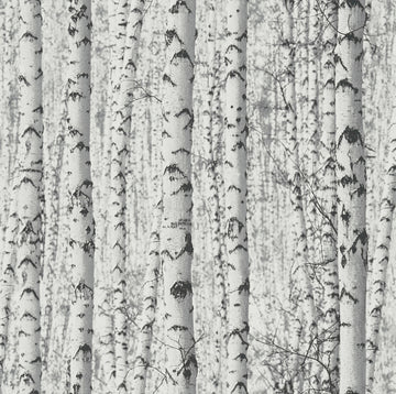 Galerie Wallpaper Birch Tree BW51006