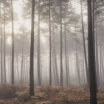 Galerie Wallpaper Forest in the Mist G78426