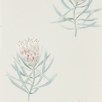 Sanderson Wallpaper Protea Flower Porcelain/Blush 216330