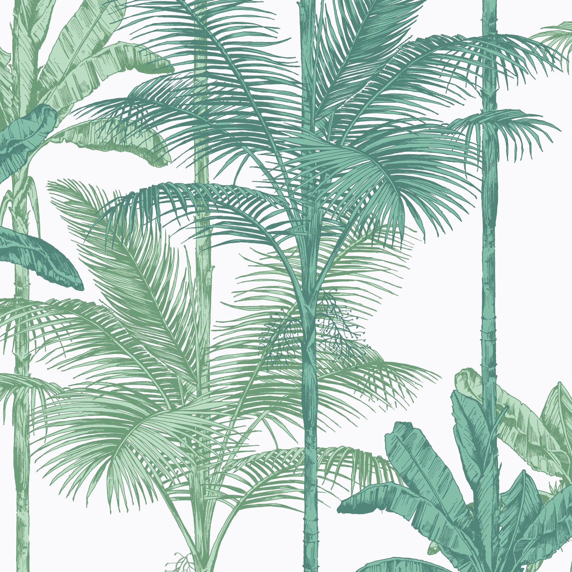 Graham and brown green palm 2025 tree wallpaper