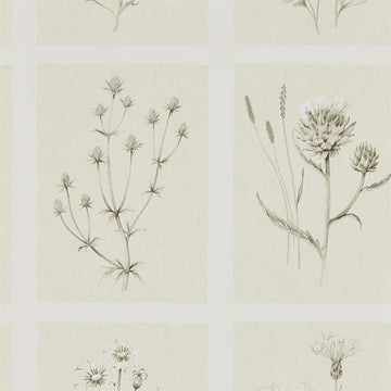 Sanderson Wallpaper Little Thistle Ecru 216511