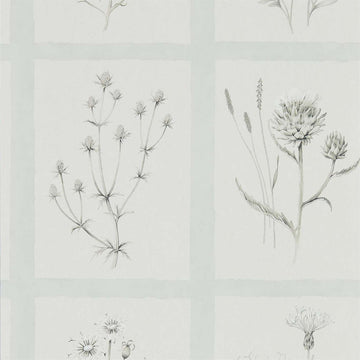 Sanderson Wallpaper Little Thistle Grey Blue 216513
