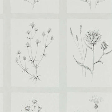 Sanderson Wallpaper Little Thistle Pewter 216512