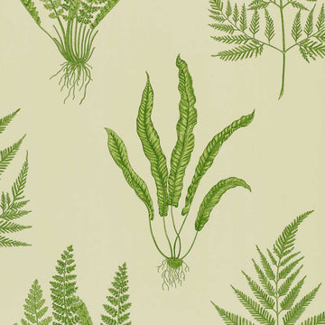 Sanderson Wallpaper Woodland Ferns Green DAPGWO102